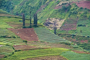 Indonesian Countryside View Drucke: Vegetable fields at Wonosobo, Dieng Plateau, Central Java, Indonesia, Southeast Asia, Asia