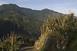 East Asia Travel Destination Drucke: Vegetables growing by path
