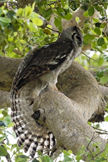 African Owl Species Drucke: A Verreauxs eagle-owl (Bubo lacteus) in a tree, Tsavo, Kenya, East Africa, Africa