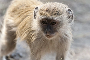 Drucke von Affenvogel (Cercopithecus aethiops), Chobenationalpark, Botswana, Afrika Botswana Drucke: Weißbauchmakak (Cercopithecus aethiops), Chobenationalpark, Botswana, Afrika
