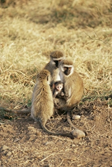 Tanzania Safari Photos Drucke: Vervet monkey with infant (Ceropithecus aethiops), Ngorongoro Crater, Tanzania