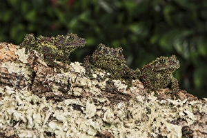 Vietnamese Mossy Frog Drucke: Vietnamese Mossy Frog (Theloderma Corticale), captive, Vietnam, Indochina, Southeast Asia