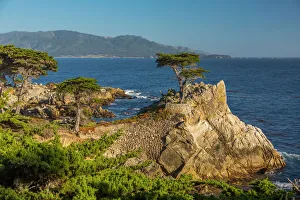 Blick auf den Carmel-Bay und die einsame Tanne am Pebble-Beach (17-Mile-Drive), Halbinsel der Peninsula von Monterrey