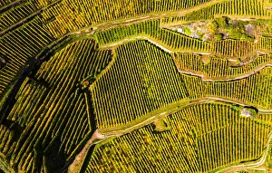 Vineyard Aerial Photography Drucke: View by drone of top-down high angle view of vineyards, Valtellina, Lombardy, Italy