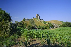 European Castle Landscapes Drucke: View across fields to Corfe Castle, Dorset, England, UK, Europe