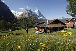 Clear Blue Sky Switzerland Drucke: View from Grindelwald to Eiger, Bernese Oberland, Swiss Alps, Switzerland, Europe