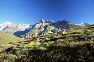 Zermatt Travel Destination Drucke: View to the Ober Gabelhorn