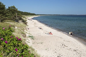 European Beach Scenery Drucke: View along pine tree lined beach, Nybrostrand, near Ystad, Skane, South Sweden, Sweden