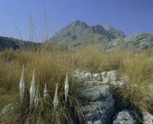 European Island Scenery Drucke: View to Puigmayor