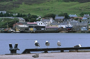 Shetland Islands UK Drucke: View of Scalloway harbour and Scalloway