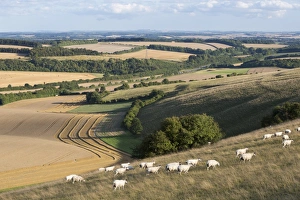 Sheep Grazing In Europe Drucke: View over summer wheat fields and sheep from top of Beacon Hill, near Highclere, Hampshire