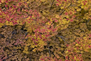 Autumn Tree Photography Drucke: Vine maple (Acer circinatum) in the fall