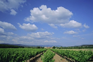 Blue Sky Vineyard Scene Drucke: Vineyard under blue sky and white clouds, near Roussillon, Vaucluse, Provence