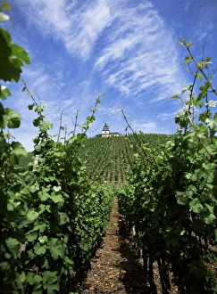 Vineyards In Europe Drucke: Vineyard on Mosel River