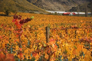 Vineyard In Autumn Drucke: Vineyard, Queenstown