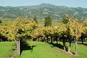 California Landscape Photography Drucke: Vineyard, Sonoma County