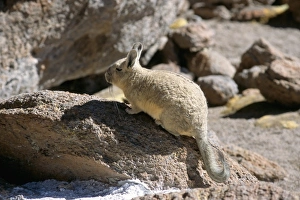 Drucke von Viskachas in der Region von Uyuni in Bolivien Südamerika Bolivien Drucke: Viskachas aus der Region von Uyuni in Bolivien Südamerika