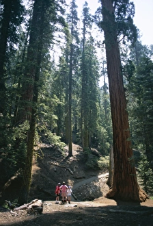 American Wilderness Tourism Drucke: Visitors in the Giant Forest