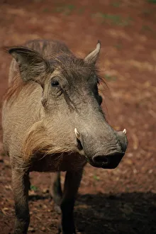 Schweinwilde im Mole-Nationalpark in Ghana im westlichen Afrika