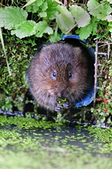 Drucke von Wassermurmeltier (Arvicola terrestris), Gefangenschaft, Vereinigtes Königreich und Europa Verwandte Bilder Drucke: Wassermus (Arvicola terrestris), Gefangenschaft, Vereinigtes Königreich und Europa