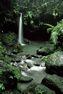 Central America Waterfalls Drucke: Waterfall flowing into the Emerald Pool, Dominica, West Indies, Central America