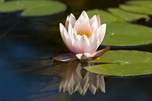 Bielefeld Botanical Garden Drucke: Waterlily, (Nymphaea)