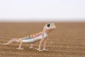 Drucke von Fußsohlengecko (Palmatogecko rangei), Hohe Kalahari-Savanne-Namib-Dunes-Region in der Nähe von Swakopmund im Norden des Landes Namibia Namibia Drucke: Fußgeckohausmaus Palmatogecko rangei