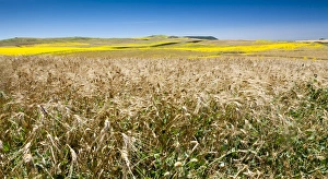 Andalucia Landscape Drucke: Weeds in wheat and summer fields, Cadiz, Andalucia, Spain, Europe