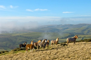 Uk Rural Scenery Drucke: Welsh ponies, Eppynt, Cambrian Mountains, Powys, Wales, United Kingdom, Europe