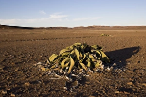Welwitschia Mirabilis Drucke: Welwitschia
