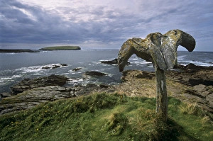 Scottish Island Landscapes Drucke: Whalebone at Skippigeo