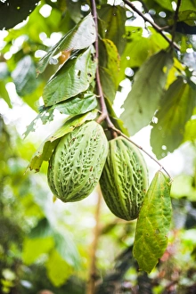 Ecuador Travel Photography Drucke: White cacao tree, Amazon Rainforest, Coca, Ecuador, South America