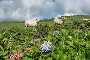 Portuguese Countryside Scenery Drucke: White cows looking at the camera with some hydrangea plants in the foreground