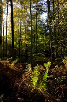 Vertical Landscape Photography UK Drucke: White Down, North Downs Way, Surrey, England, United Kingdom, Europe