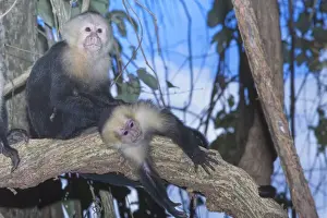 Central America Nature Images Drucke: White-faced Capuchin monkey (Cebus capucinos) on tree, Manuel Antonio National Park