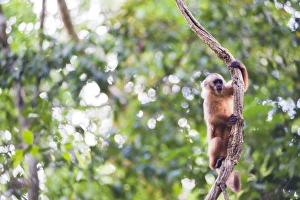 Peru Tourist Attractions Drucke: White fronted Capuchin monkey (Cebus albifrons), Monkey Island (Isla de los Monos)