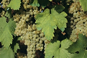 Italian Wine Country Drucke: White grapes on vine