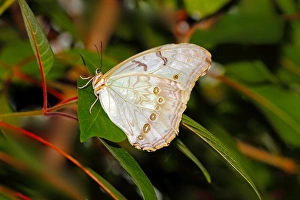 White Butterfly Species Drucke: White Morpho (Morpho polyphemus)