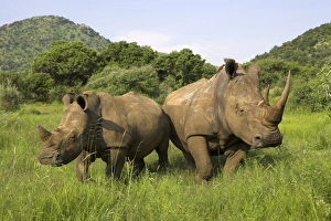 Bilder Datiert 27. Januar 2000: Weißer Rhinoceros