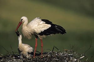 White Stork