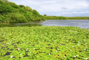 Drucke von Weiße Wasserschläuche blühen in Bosherston-Lilien-Teichen an einem bewölkten Tag in Pembrokeshire, Wales, und zeigen leuchtend grüne Blätter und Blüten Wales Drucke: Weiße Wasserschwestern blühen im Bosherston-Lilien-Teich während eines bewölkten Tages in Pembrokeshire