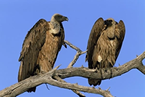 Namibia Wildlife Safari Drucke: Two whitebacked vultures