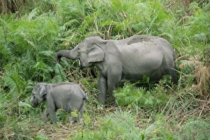 Indian Elephants Drucke: Wild Asian elephant