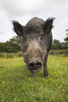 Natural World Photography UK Drucke: Wild boar (Sus scrofa), captive, United Kingdom, Europe