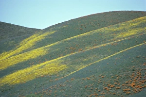 Contemporary Landscape Photography Drucke: Wild flowers