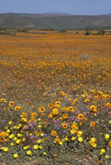 Wilde Blumen im Frühjahr