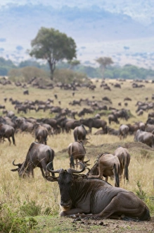 Drucke von Wildebeest (Connochaetes taurinus), Masai-Mara-Nationalpark in Kenia, Ostafrika und Afrika Kenia Drucke: Wildebeest (Connochaetes taurinus) - Masai Mara - Kenia - Ostafrika-Afrika