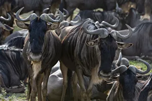 Wildebeest (Connochaetes taurinus) in der Region Ndutu im Ngorongro-Konservatiosgebiet des Serengetis.