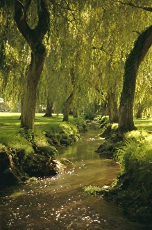 Hampshire Drucke: Weidenbäume am Waldfluss im neuen Walde in Hampshire im Vereinigten Königreich Europa