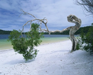 Pacific Ocean Beaches Australia Drucke: Wind blown tree on beach of Lake Birrabee, Fraser Island, UNESCO World Heritage Site